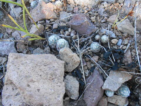 صورة Mammillaria saboae subsp. haudeana (A. B. Lau & K. Wagner) D. R. Hunt