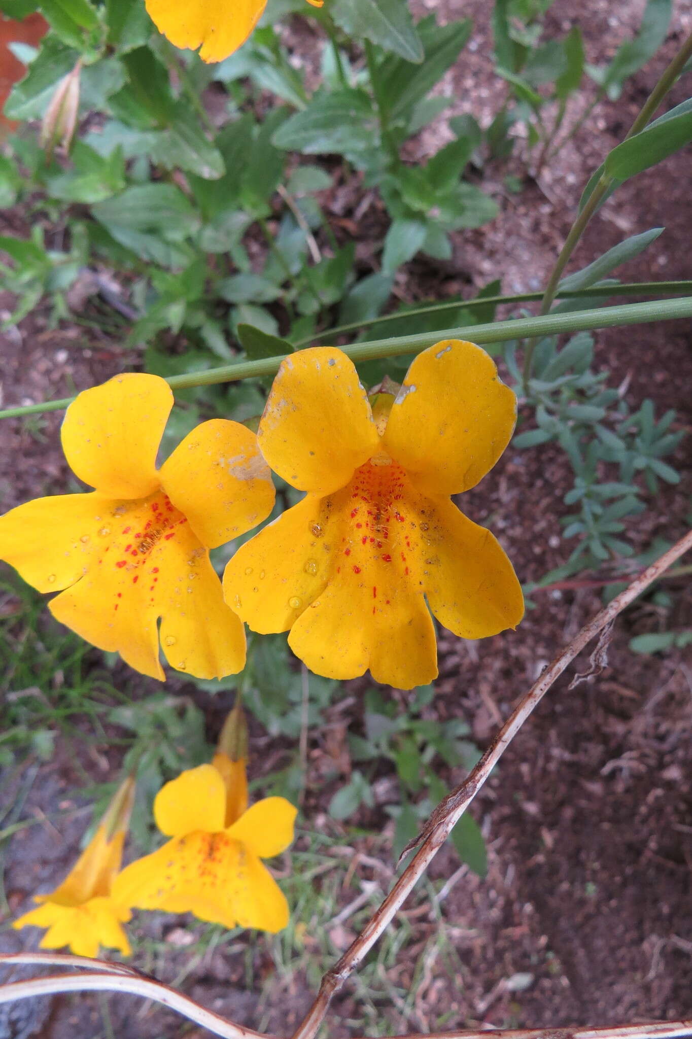 Image of Snap dragon