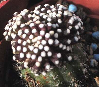 Image of Mammillaria luethyi G. S. Hinton