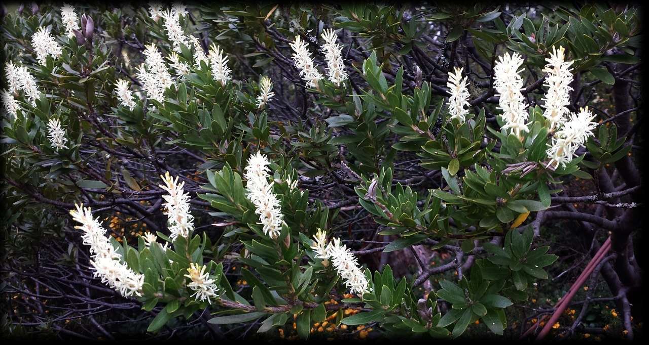 Image of Orites lancifolia F. Müll.