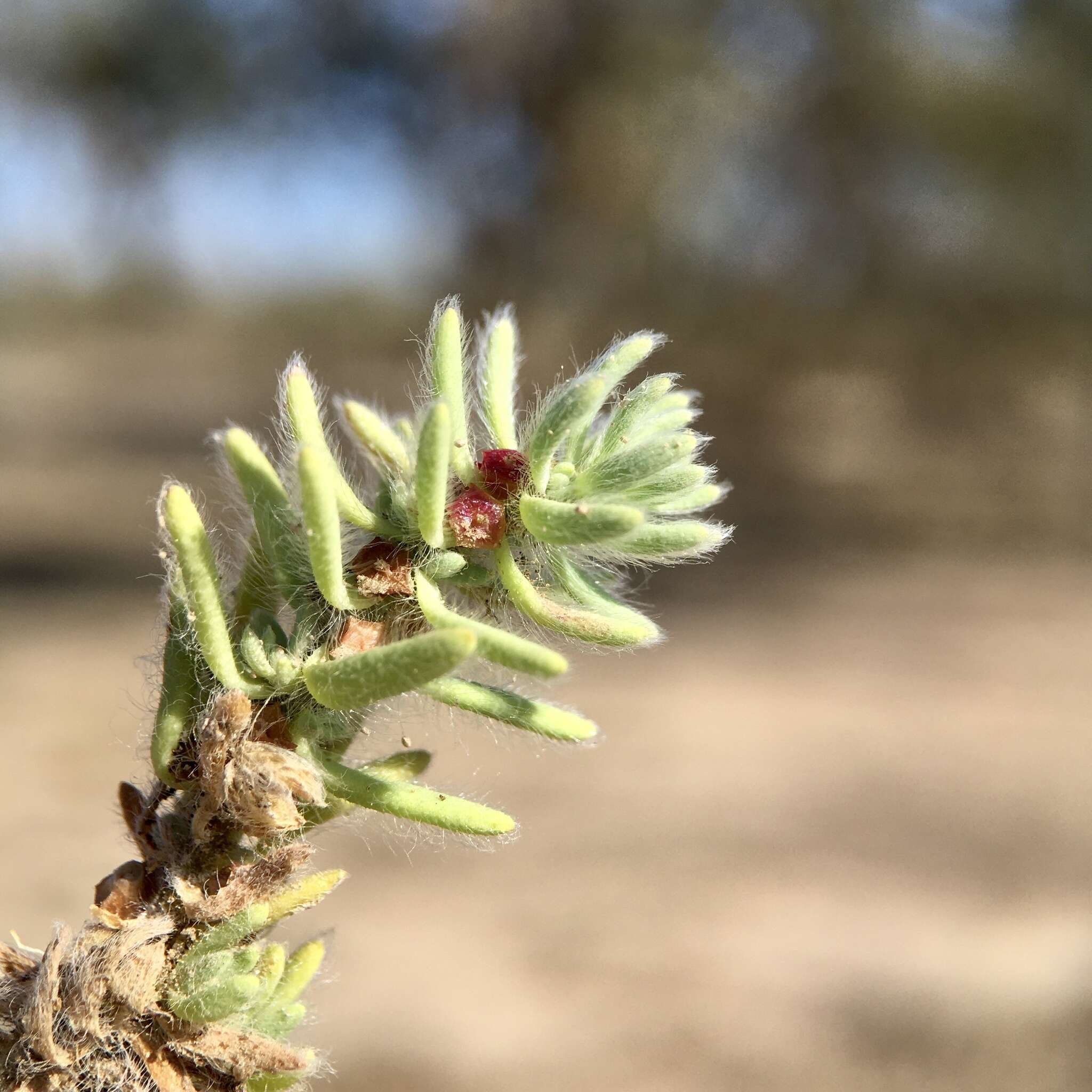 Image de Sclerochlamys brachyptera F. Müll.