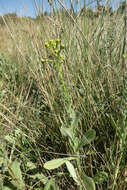 صورة Senecio carpetanus Boiss. & Reut.