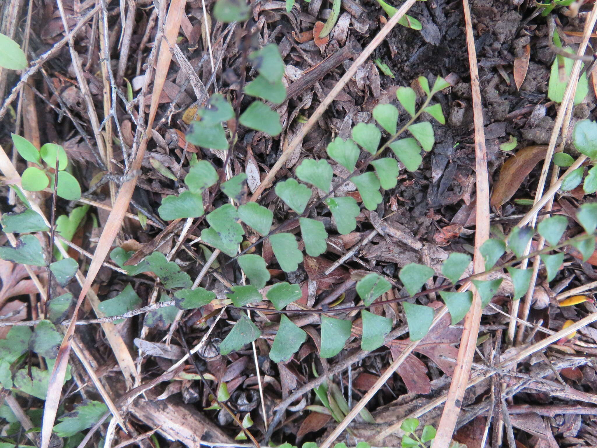 Image of Lindsaea linearis Sw.