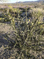 Image of Hall's shrubby-spurge