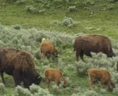 Image of American Bison