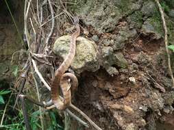 Image of Keeled Slug-eating Snake