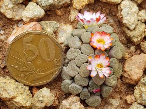 Image of Frithia humilis P. M. Burgoyne