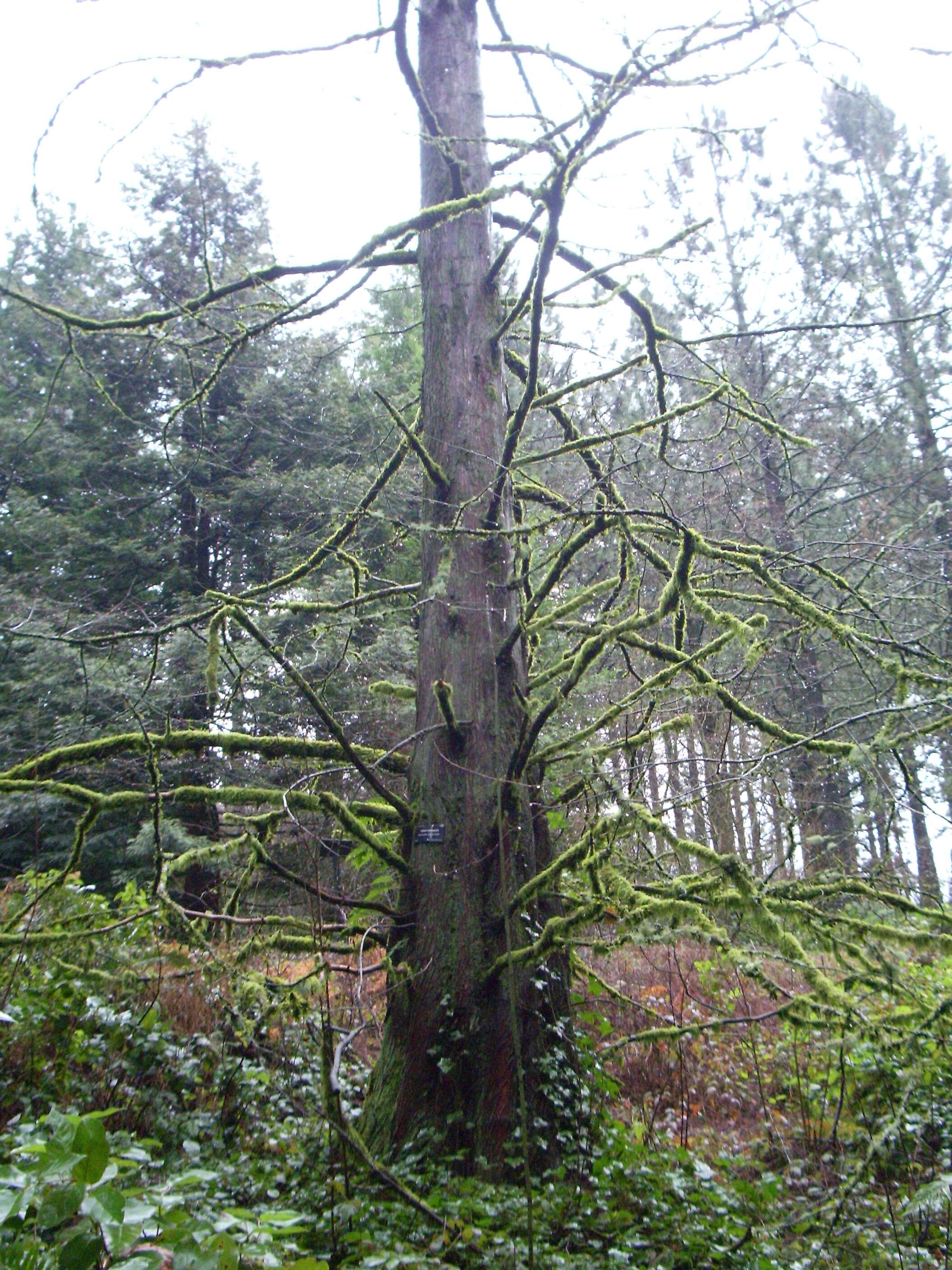 Image of dawn redwood