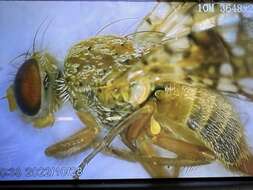 Image of Sourbush seed fly