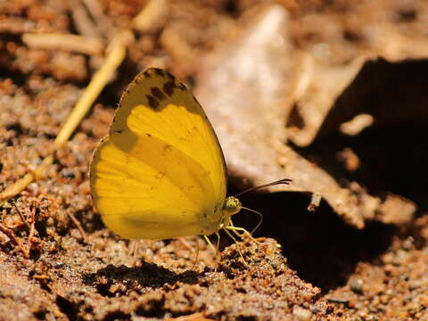 Image of Eurema andersoni (Moore 1886)