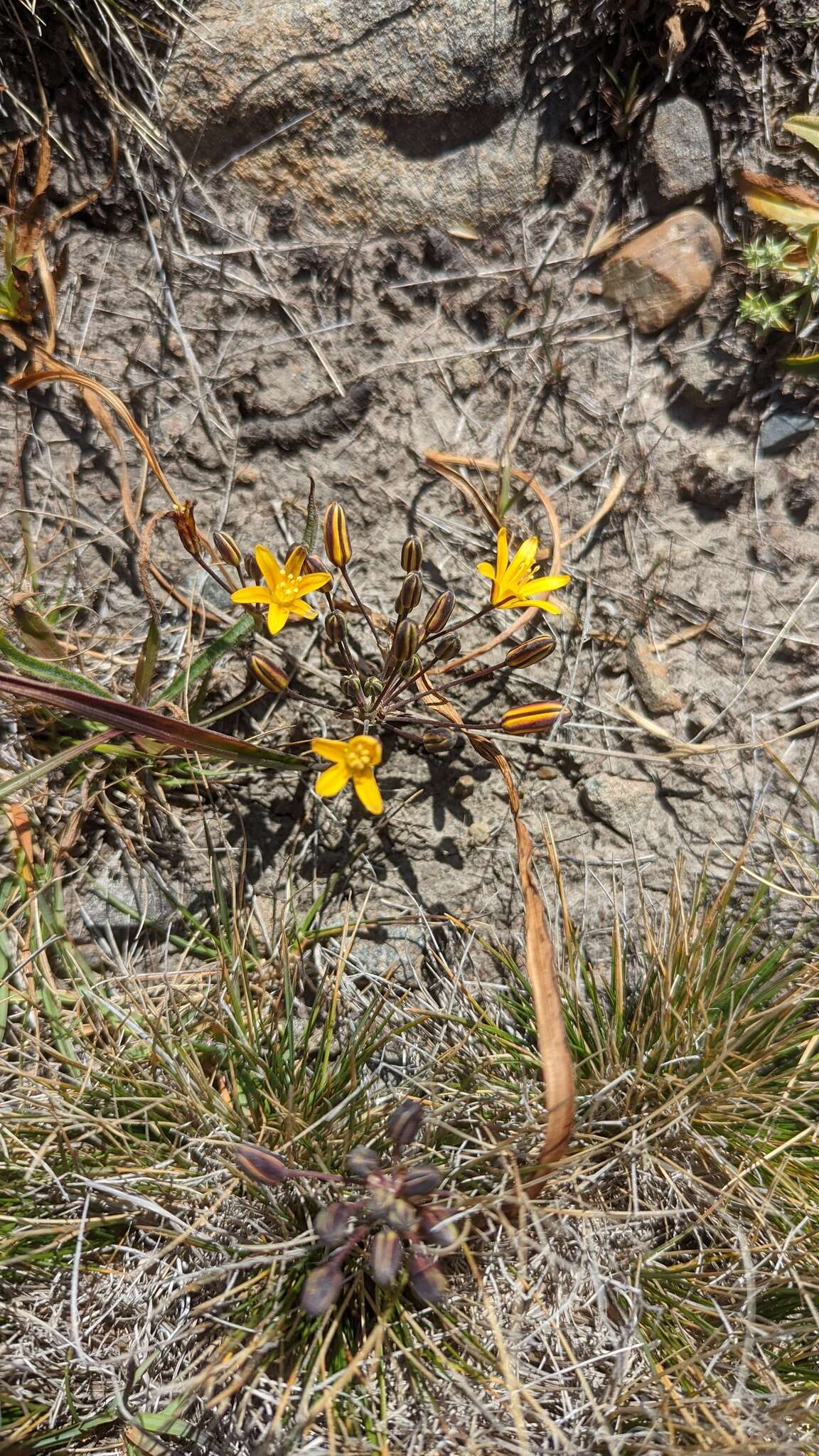 Image of dwarf goldenstar