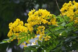 Senna spectabilis (DC.) H. S. Irwin & Barneby resmi