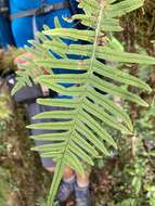 Слика од Polypodiodes amoena (Wall. ex Mett) Ching