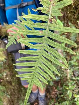 Plancia ëd Polypodiodes amoena (Wall. ex Mett) Ching