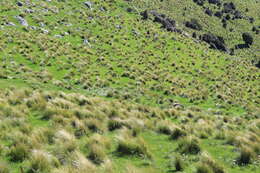 Image of silver tussock