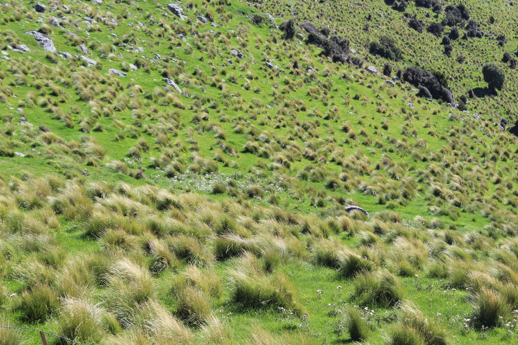 Image of silver tussock