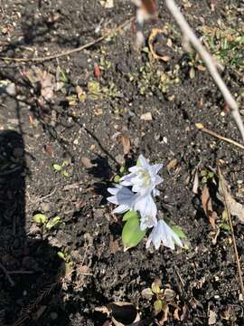 Image of Scilla mischtschenkoana Grossh.