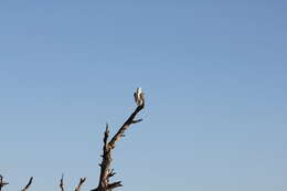 Image of White-bellied Sea Eagle