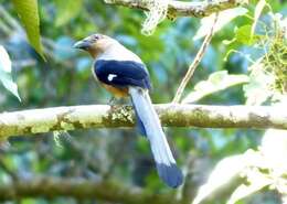 Image of Bornean Treepie