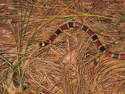 Image of Black-banded Coral Snake