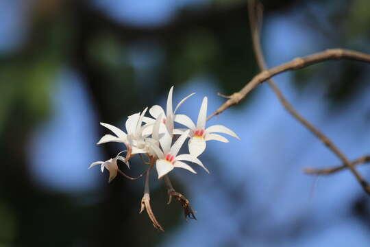 Plancia ëd Dendrobium barbatulum Lindl.