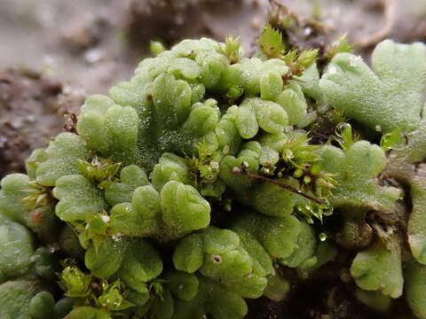 Image of Riccia bifurca Hoffm.