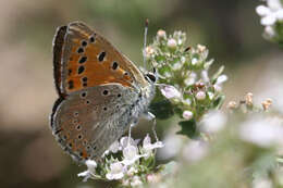 Image de Lycaena asabinus (Herrich-Schäffer (1851))