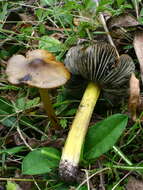 Image de Hygrophore conique