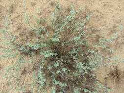 Image of Cytisus borysthenicus Gruner