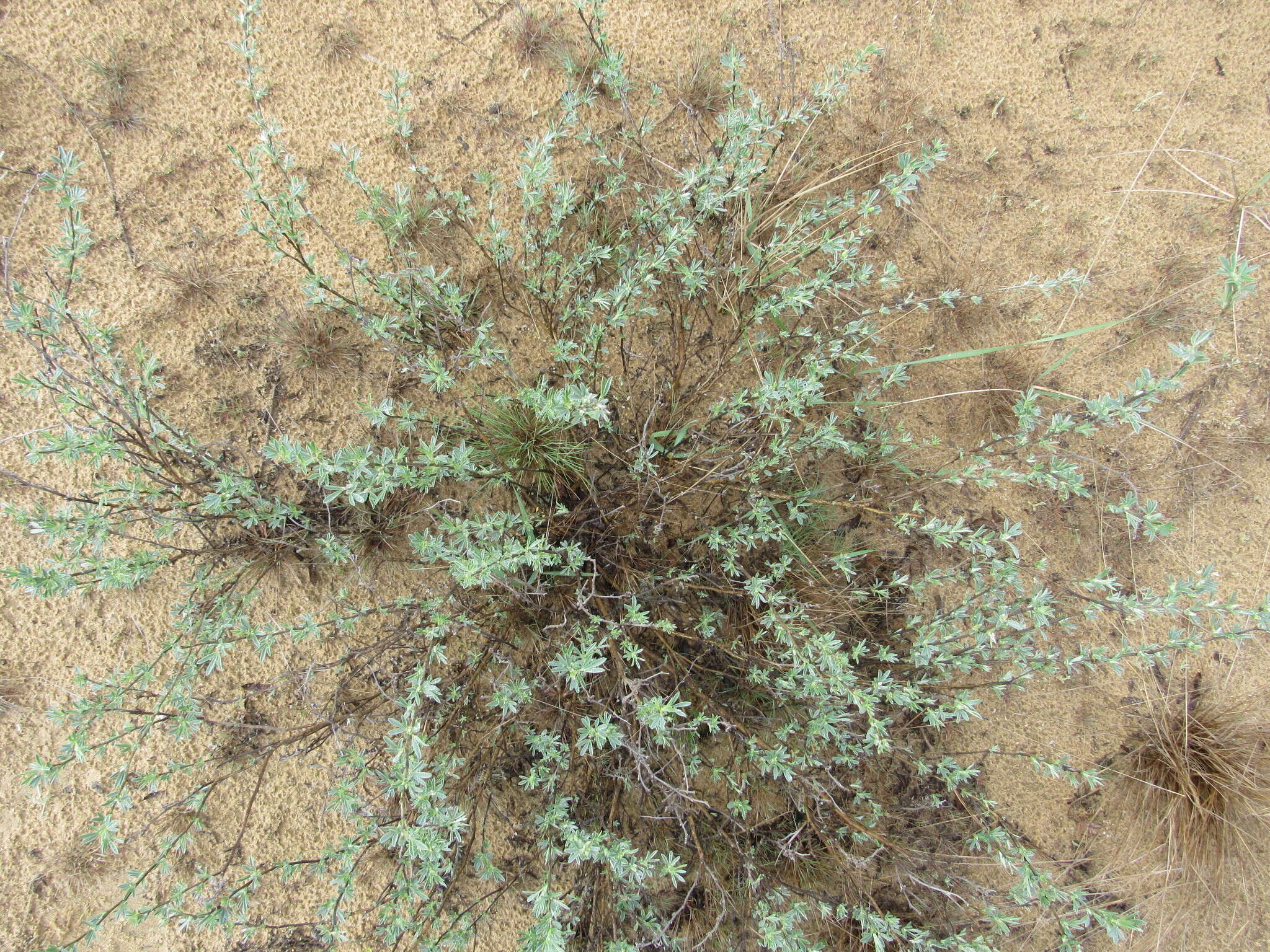 Image of Cytisus borysthenicus Gruner