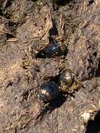 Image of Dung beetle