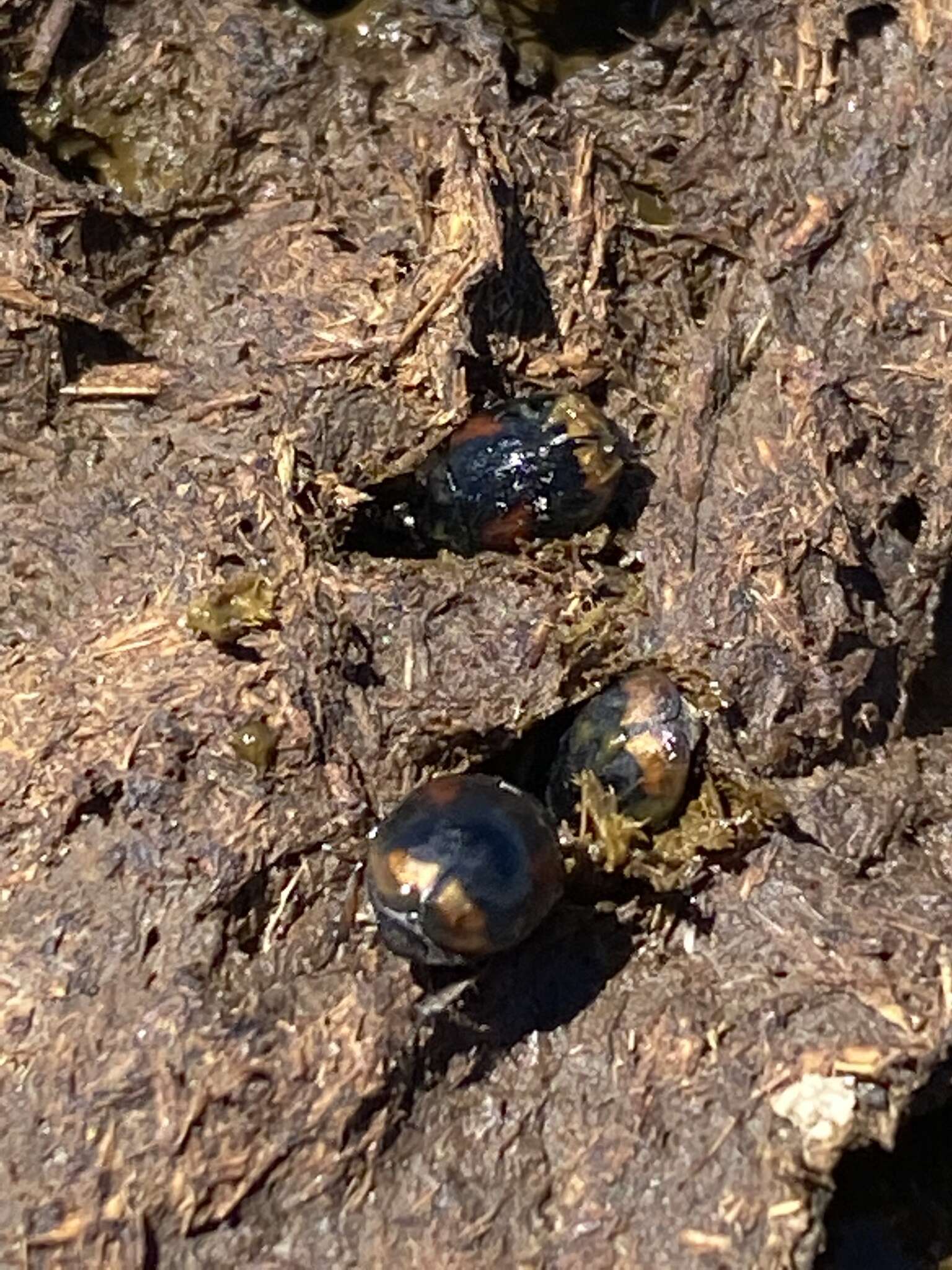 Image of Dung beetle