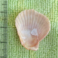 Imagem de Aequipecten muscosus (W. Wood 1828)