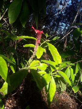 Image of Cardinal's guard flower