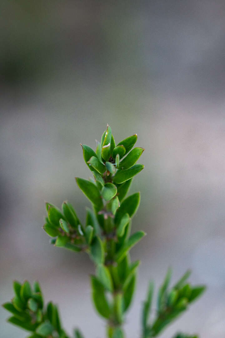 Imagem de Diospyros glabra (L.) De Winter