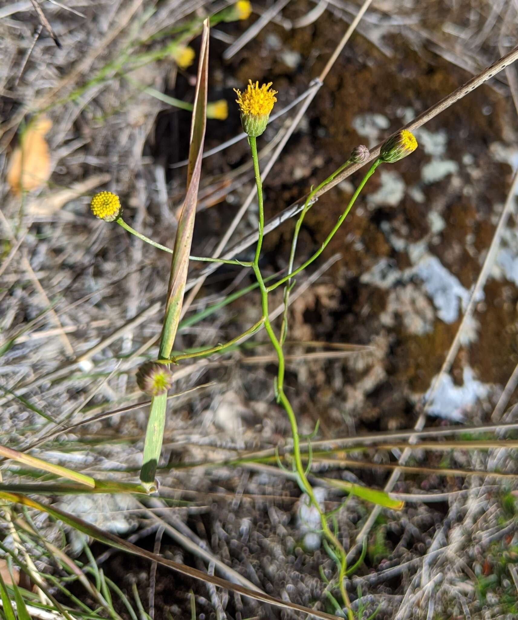 صورة Erigeron reductus var. angustatus (A. Gray) G. L. Nesom