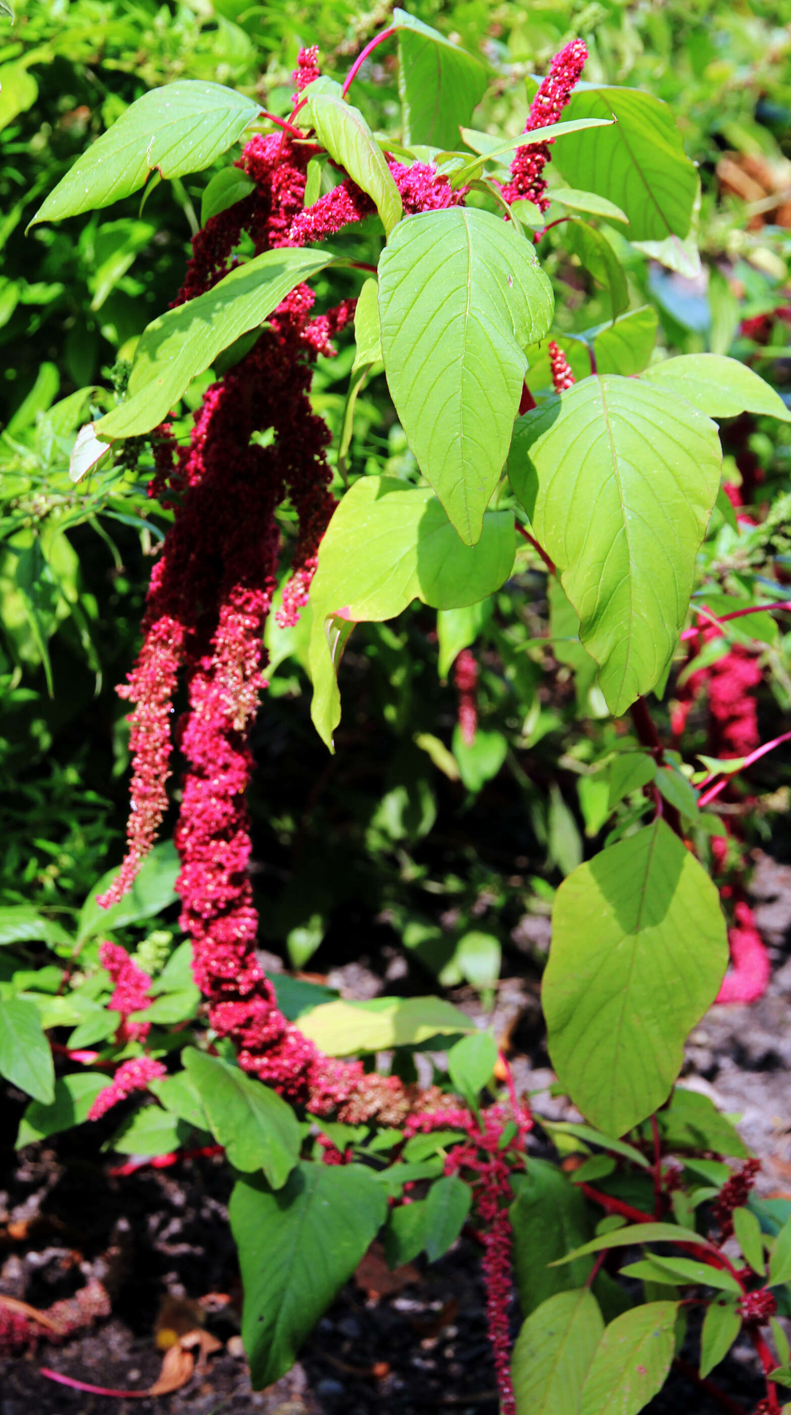 Imagem de Amaranthus caudatus L.