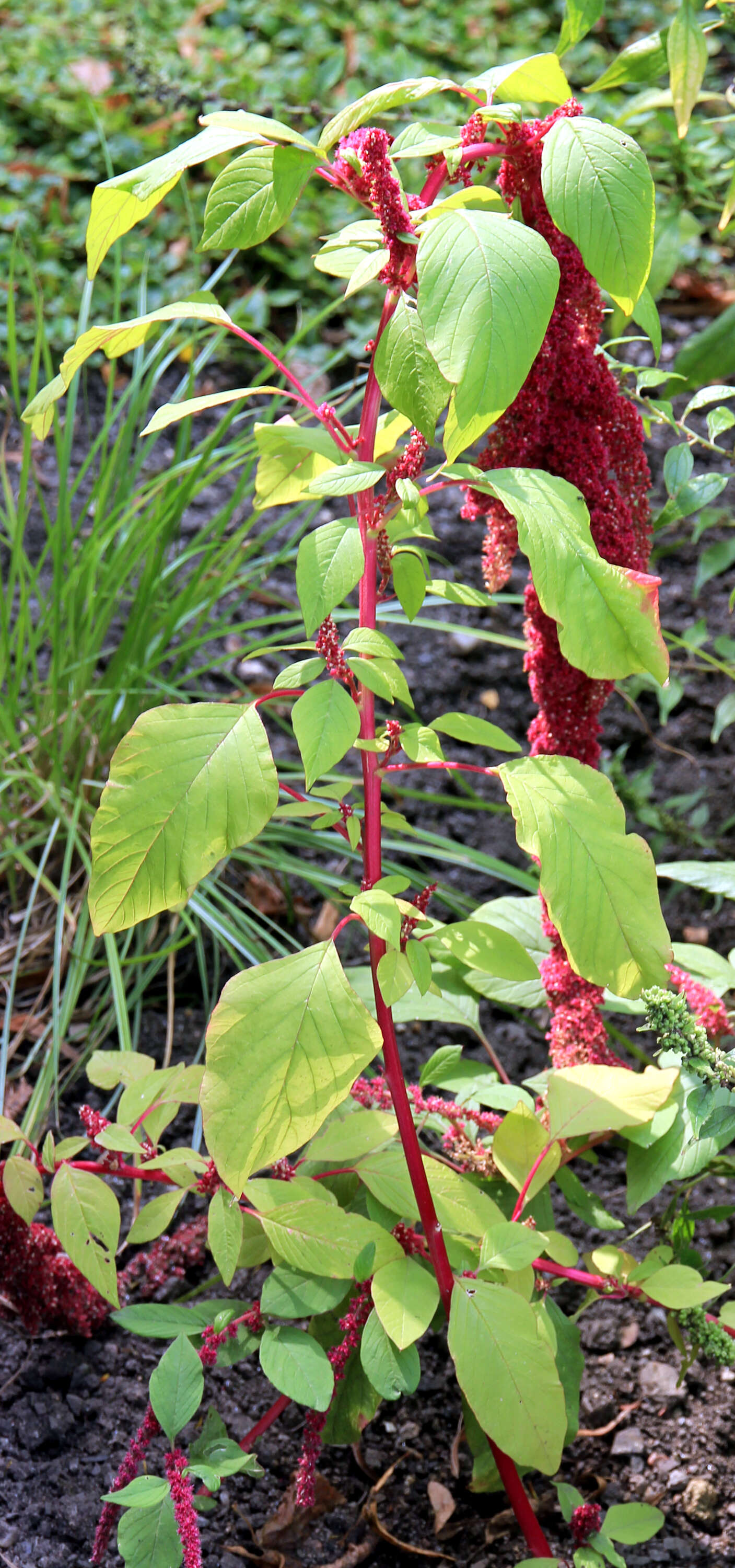 Imagem de Amaranthus caudatus L.