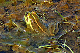 Image of Dahl’s Aquatic Frog