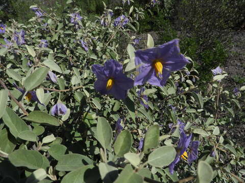 Image of Hinds' nightshade