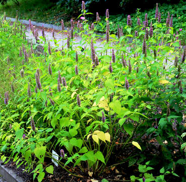 Image of blue giant hyssop