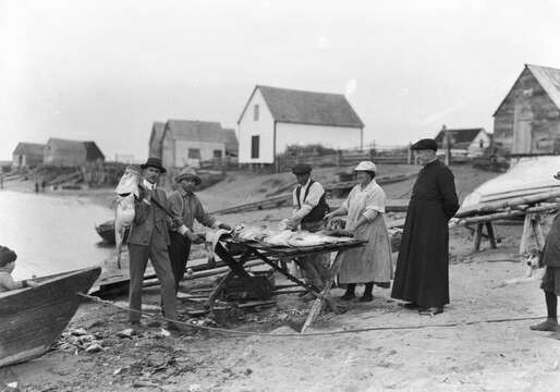 Image of Atlantic cod