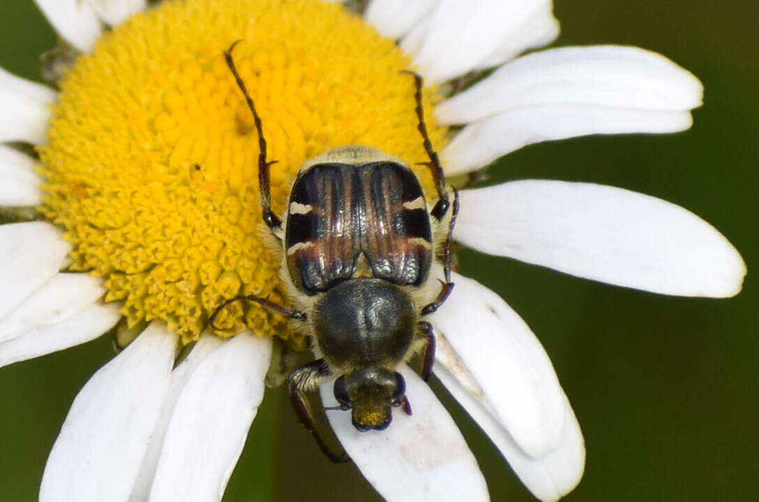 Image de Trichiotinus piger (Fabricius 1775)