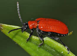 Image of Scarlet lily beetle