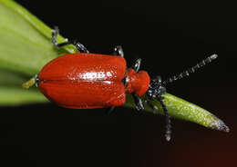 Image of Scarlet lily beetle