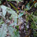 Image of Nepenthes adnata Tamin & M. Hotta ex Schlauer