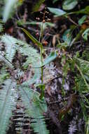 Слика од Nepenthes adnata Tamin & M. Hotta ex Schlauer