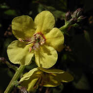 صورة Verbascum brevipedicellatum (Engler) Huber-Morath