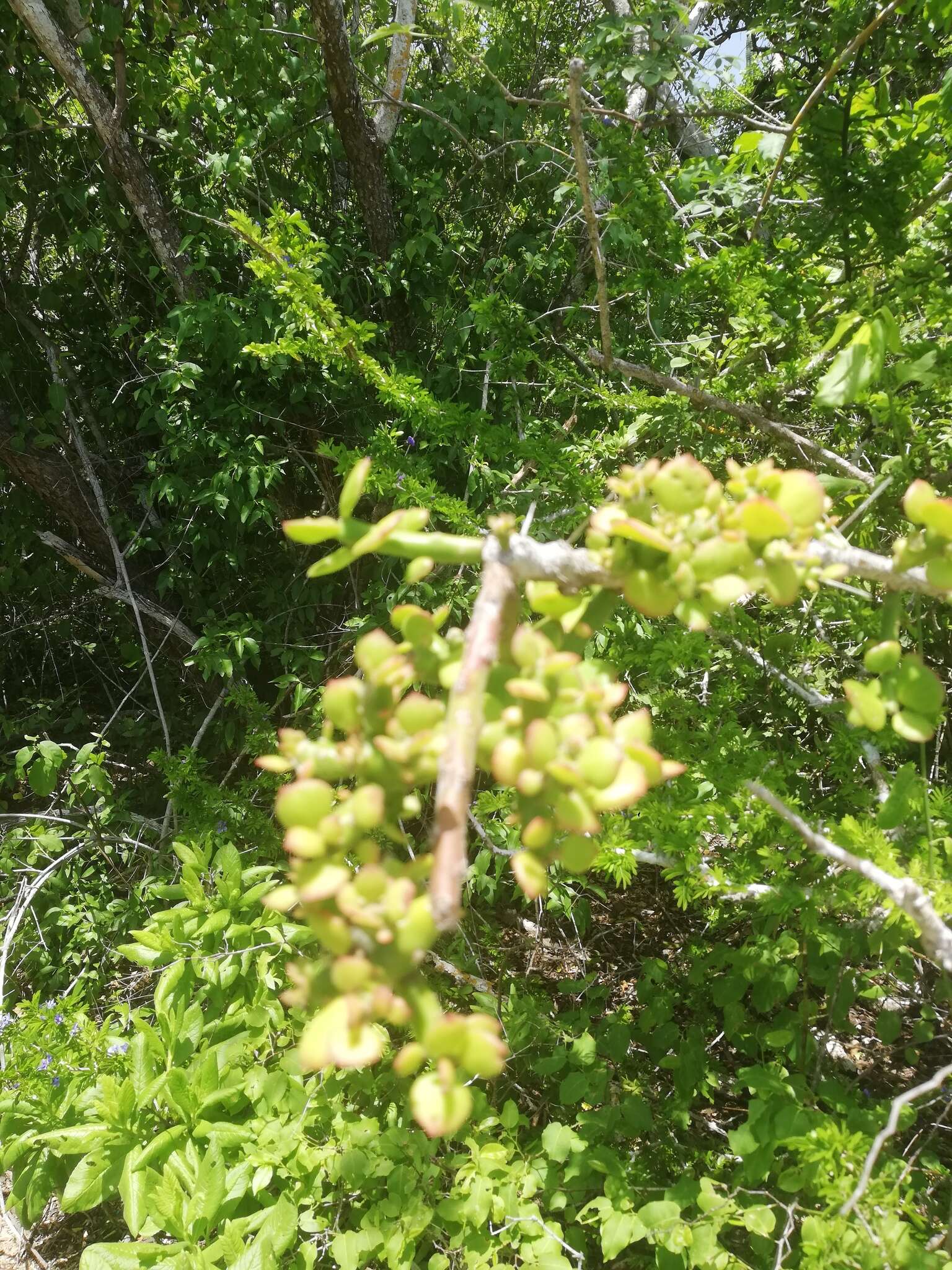 Image of Pereskiopsis rotundifolia (DC.) Britton & Rose