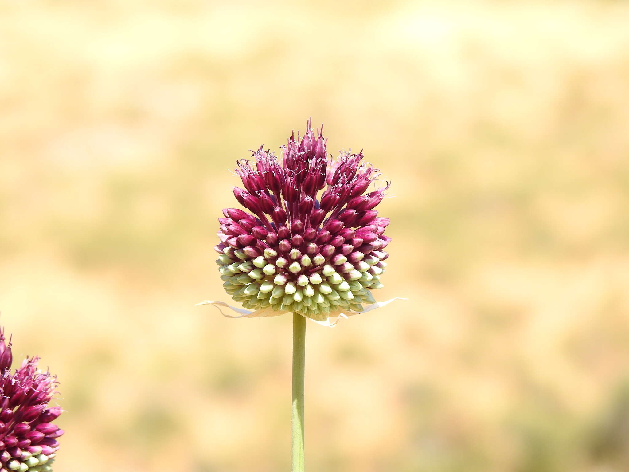 Allium phanerantherum Boiss. & Hausskn. resmi